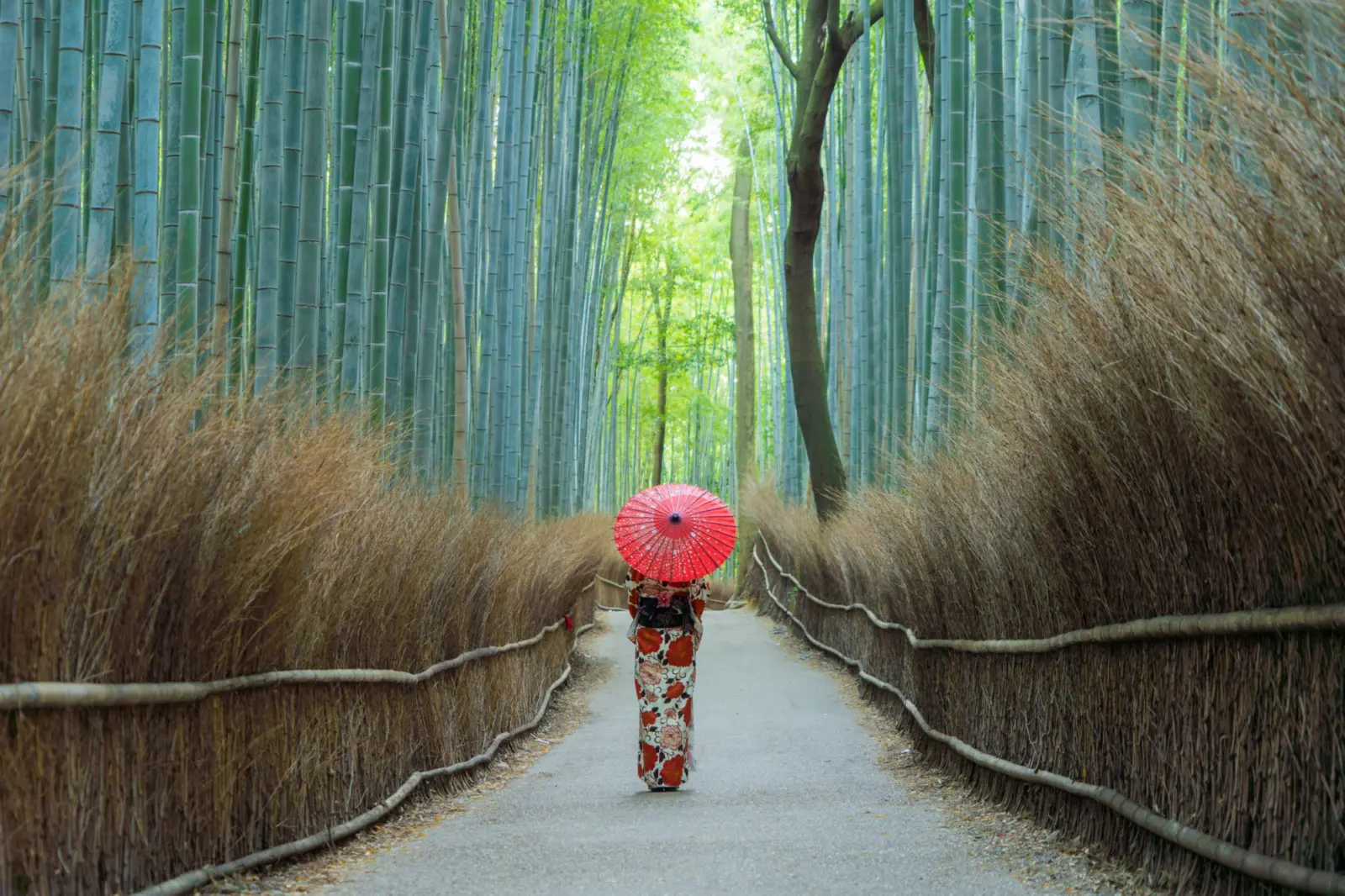 Une forêt de bambous avec une femme qui marche dans un sentier à Kyoto au Japon