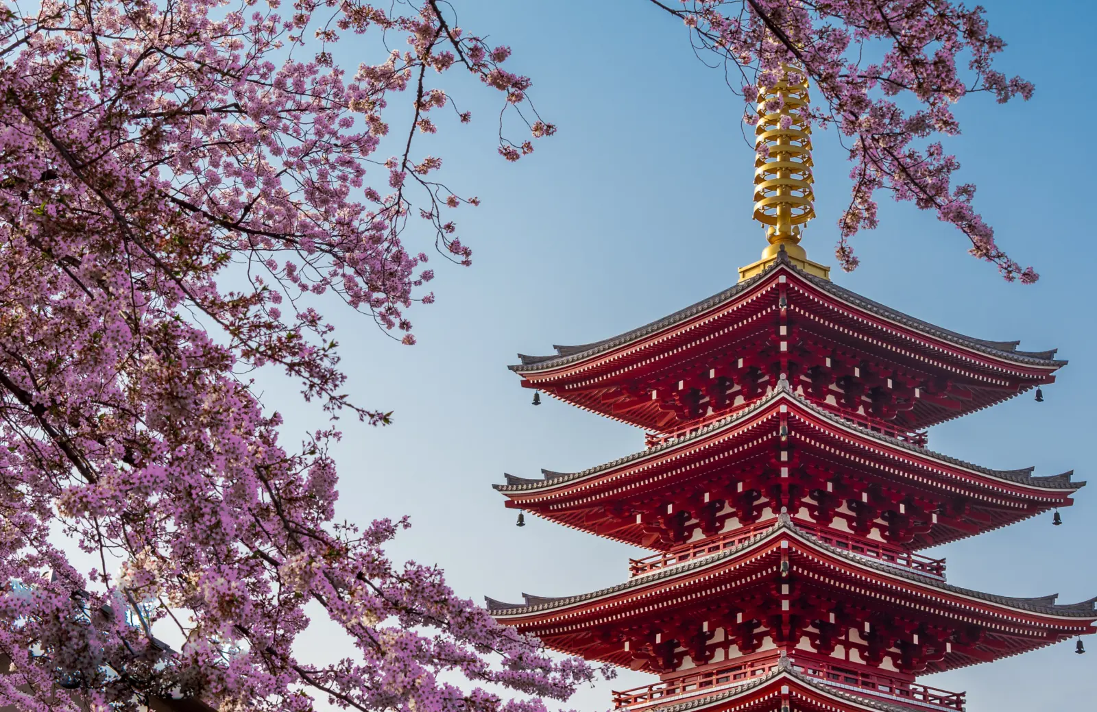 Le Senso-ji entouré de cerisiers en fleurs, un temple bouddhiste dans le quartier d'Asakusa à Tokyo au Japon