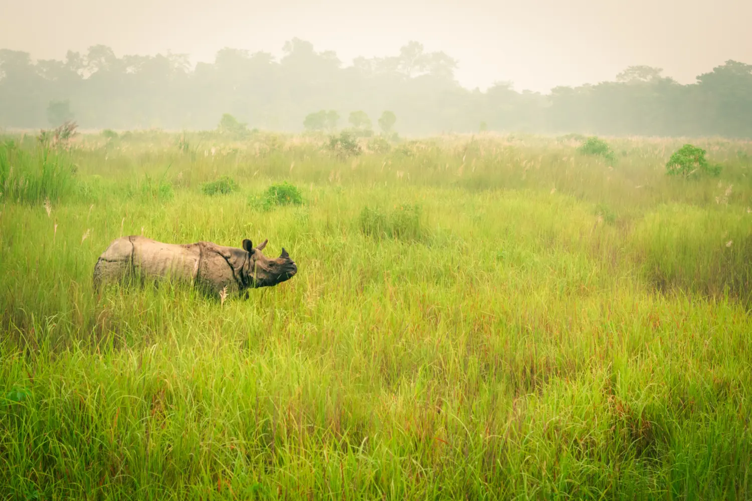 Un rhinocéros indien, dans le Parc national de Chitwan au Népal