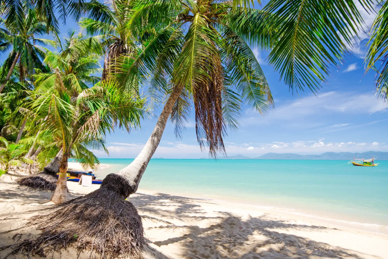 Plage et palmiers à Koh Samui