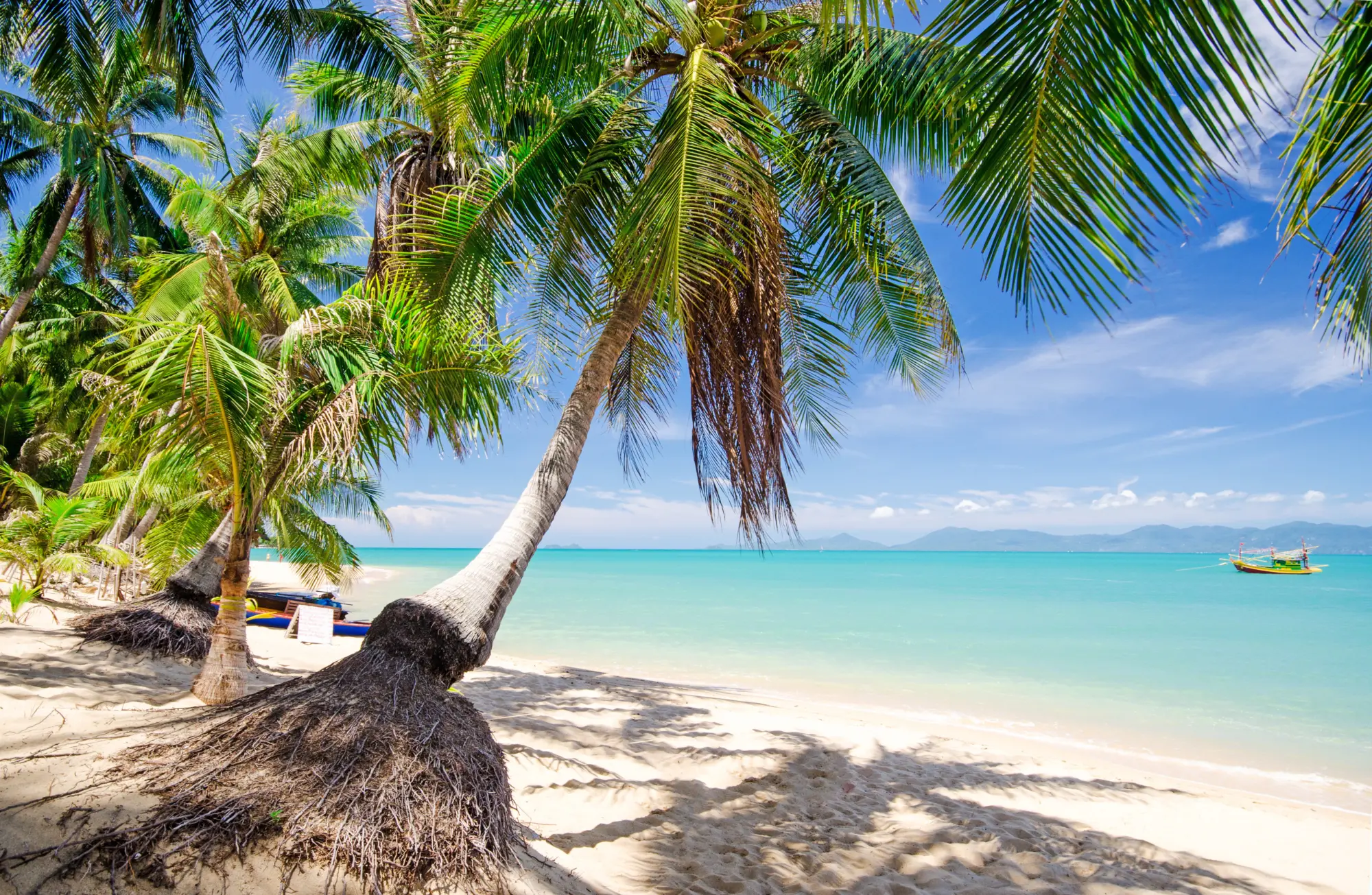 Plage et palmiers à Koh Samui