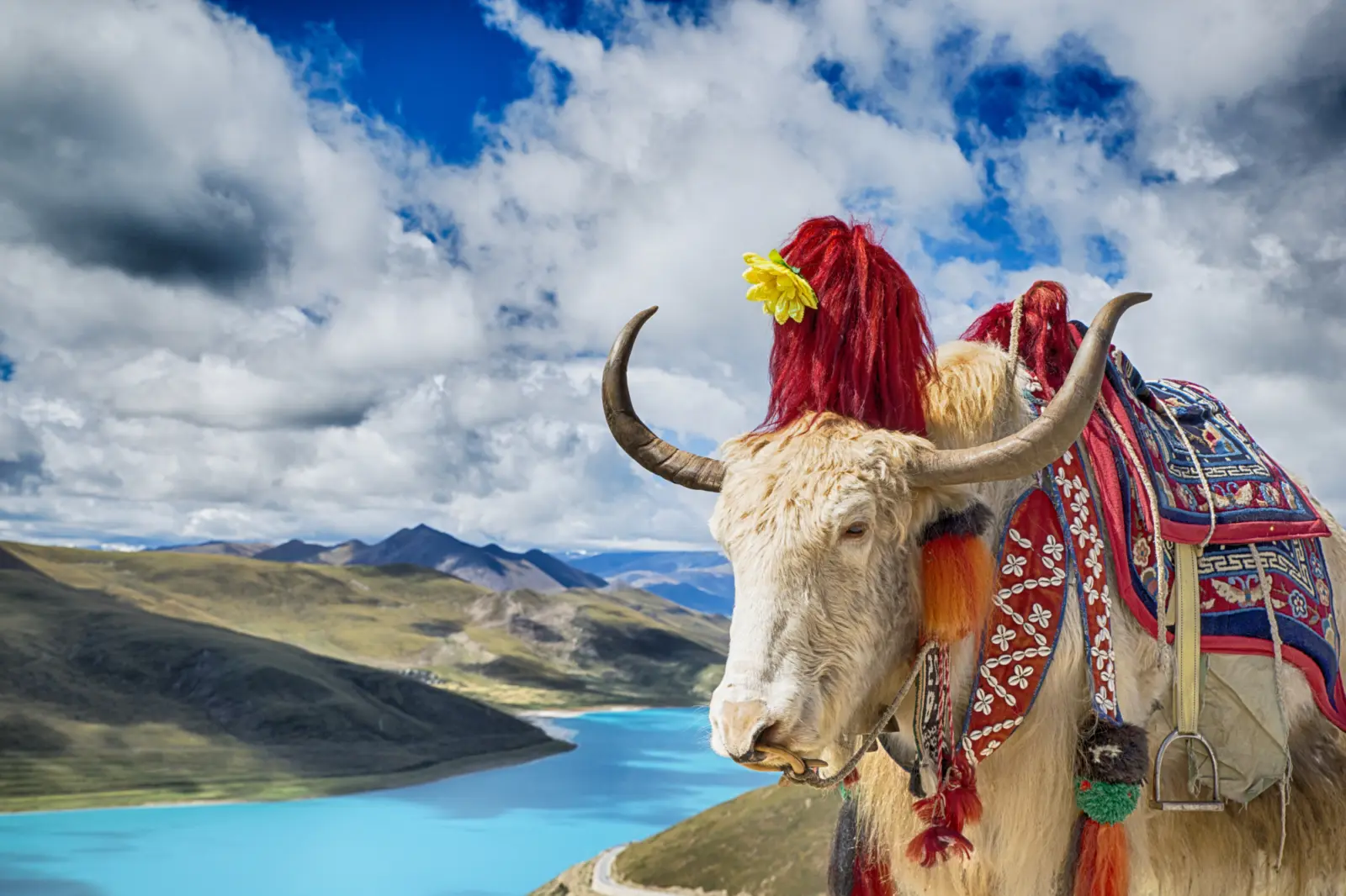 Un yack domestique décoré de manière traditionnelle, devant le lac Yamdrok (Yamzho Yumco) au Tibet