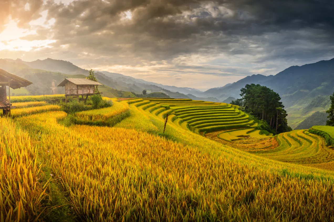 Des cabanes dans les rizières en terrasse dans la région réputée de Mu Cang Chai au Vietnam