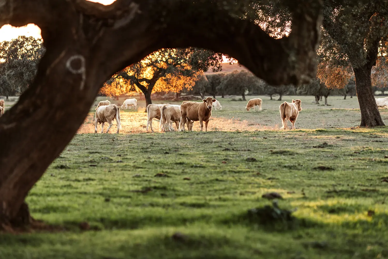 Paysage typique de la région de l'Alentejo avec les vaches dans les champs