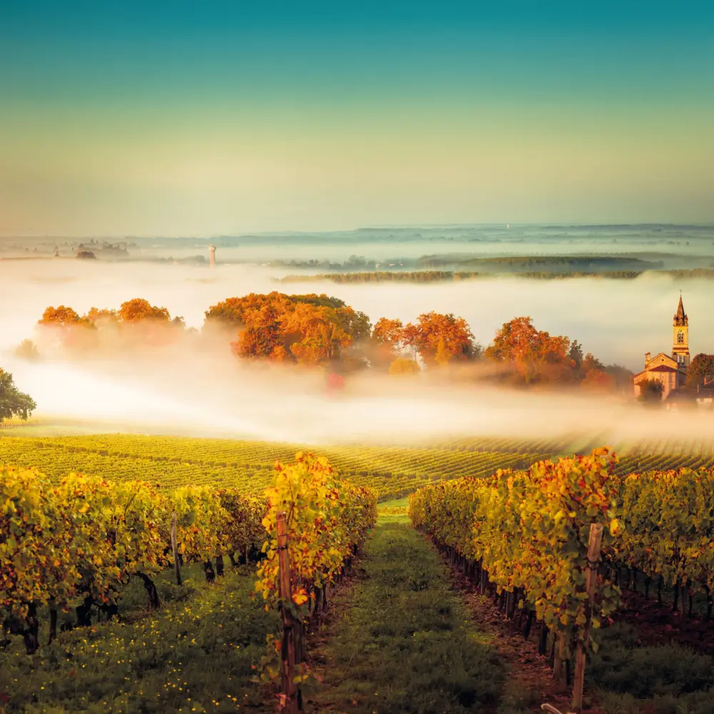 un paysage matinal de vignobles aux teintes d'automne