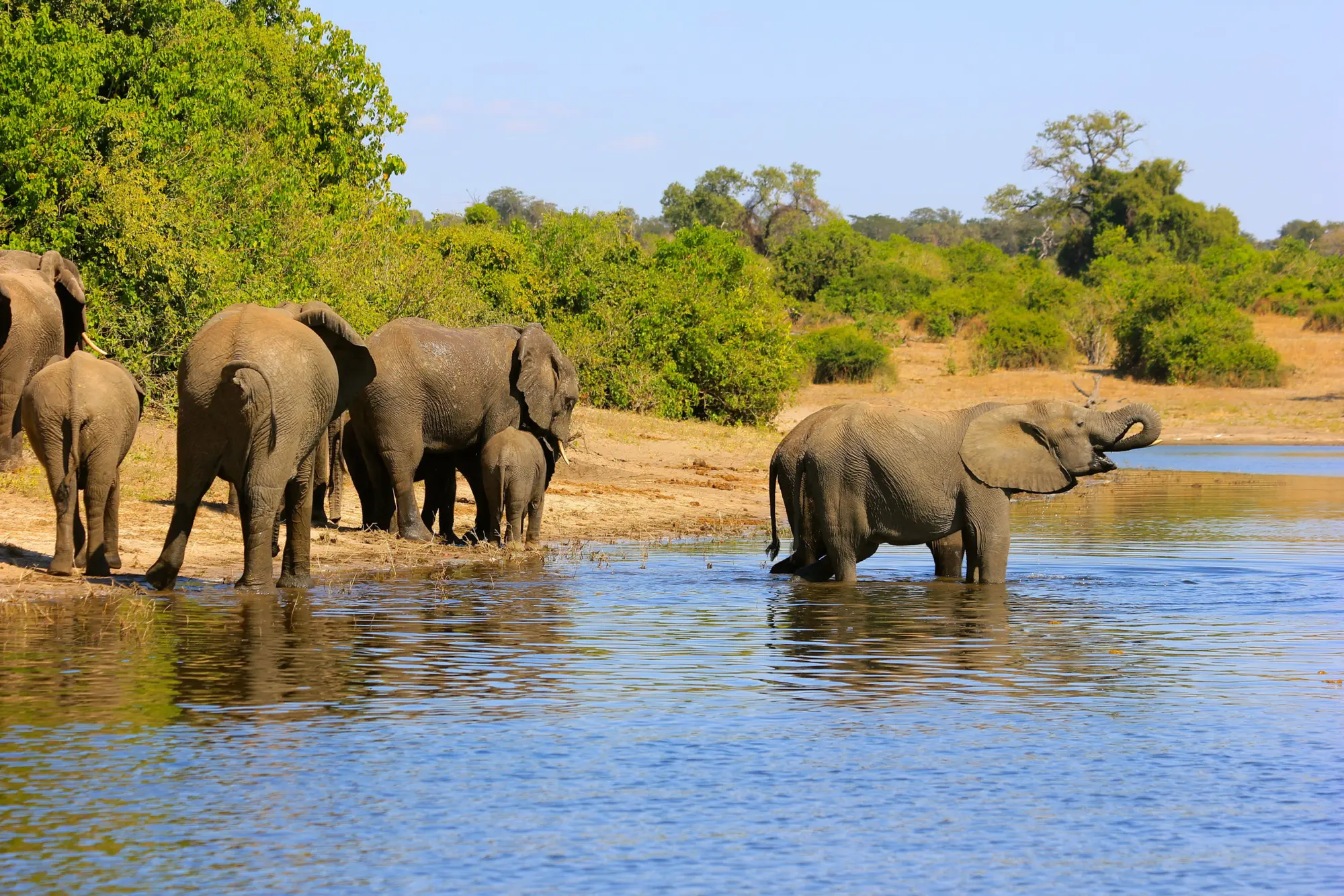 Éléphants àux abords de la rivière Chobé