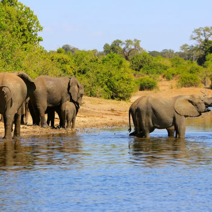 Éléphants àux abords de la rivière Chobé