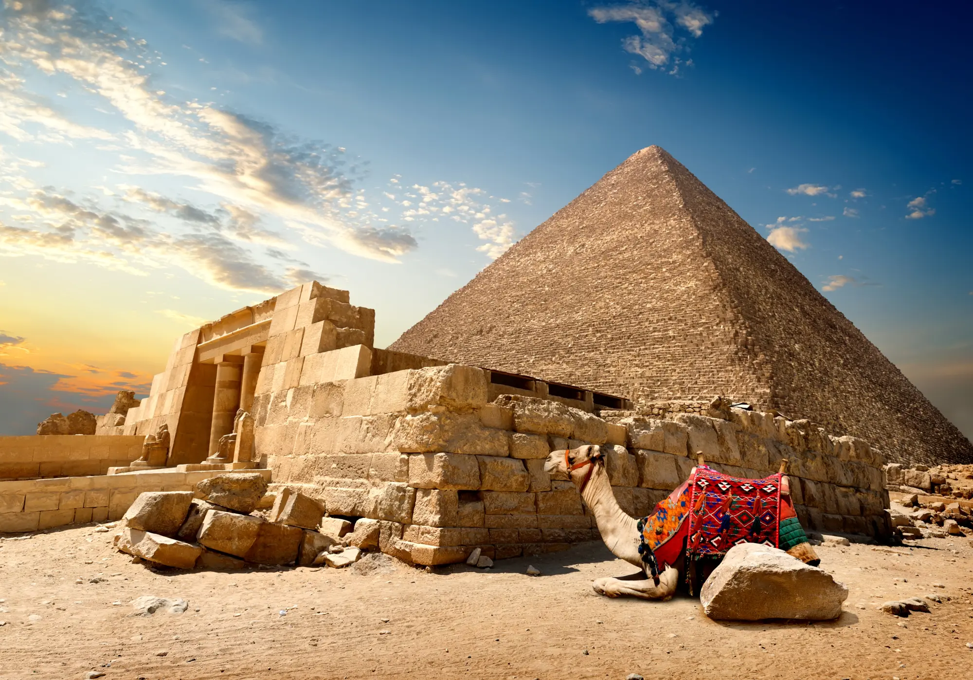 Chameau au pied des pyramides de Gizeh en Égypte