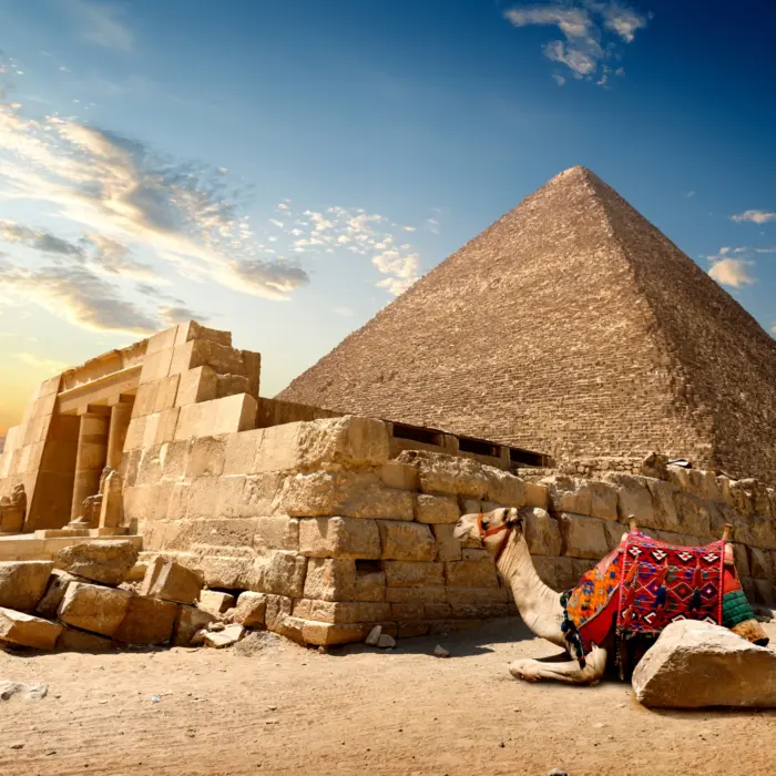 Chameau au pied des pyramides de Gizeh en Égypte