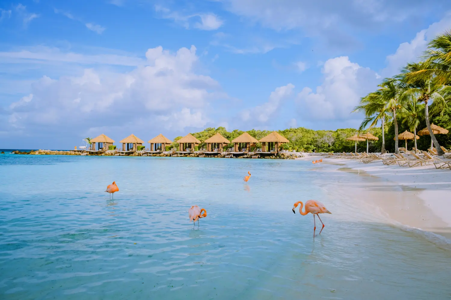 Flamants roses sur le bord de la plage à Aruba