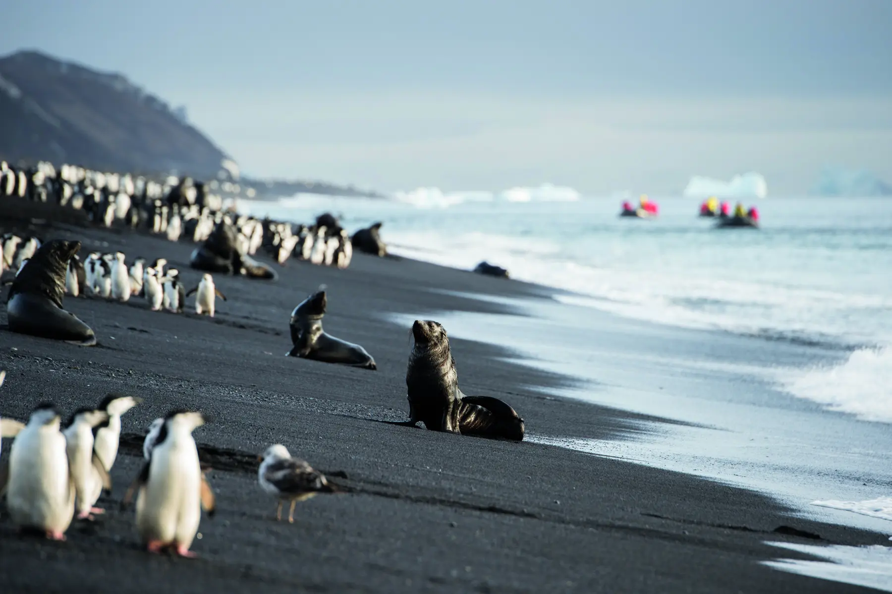 Vue sur des lions de mer sur un plage noire de l'Antarctique