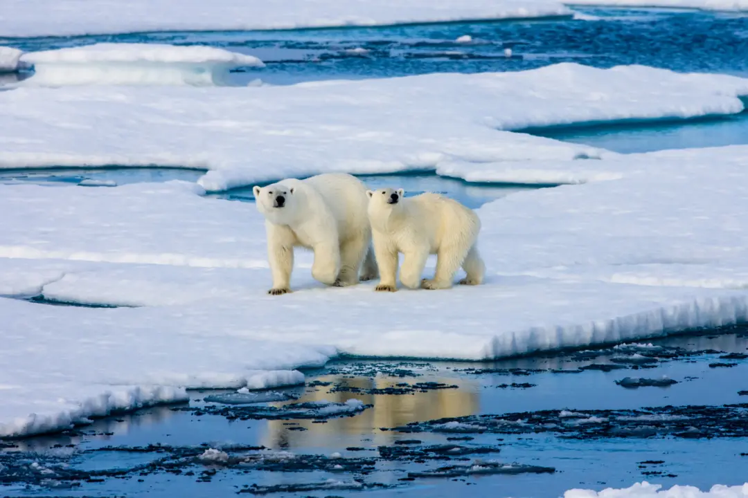 Vue sur un couple d'ours polaire sur la banquise