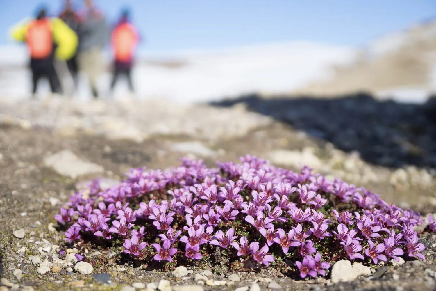 Vue sur des fleurs roses poussant en Arctique