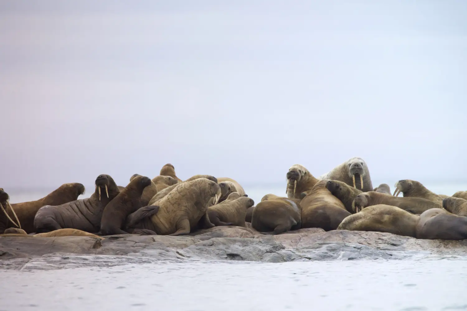 Vue sur une colonies de morses se prélassant sur la banquise