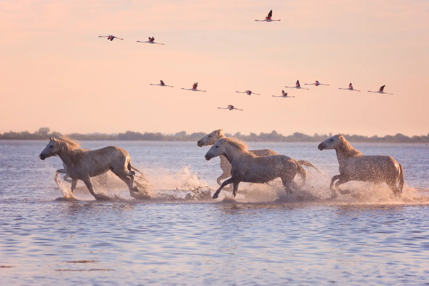 Camargue, Cheval, Animaux à l'état sauvage, France