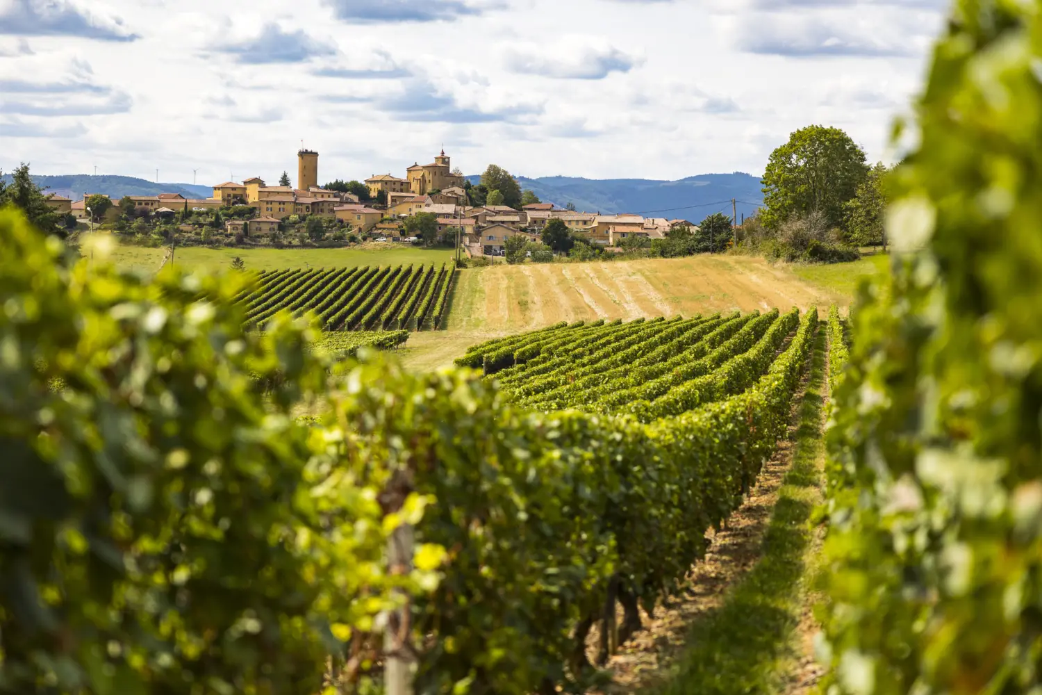 Oingt, France, Département du Rhône, Village, Agriculture