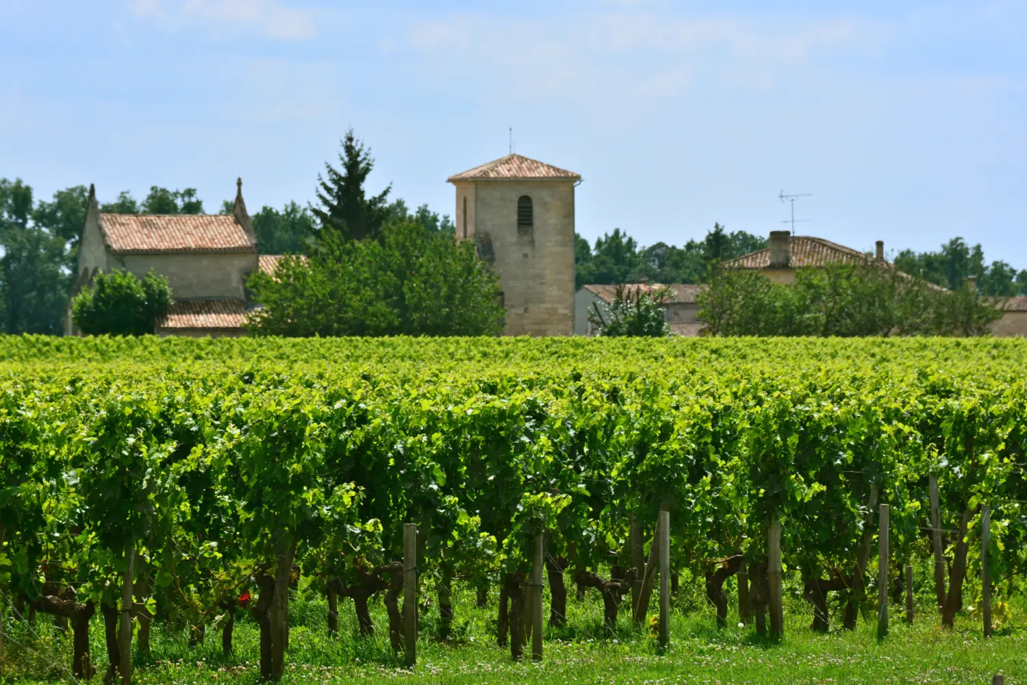 Vue sur les vignobles dans la région de Saint-Émilion en France