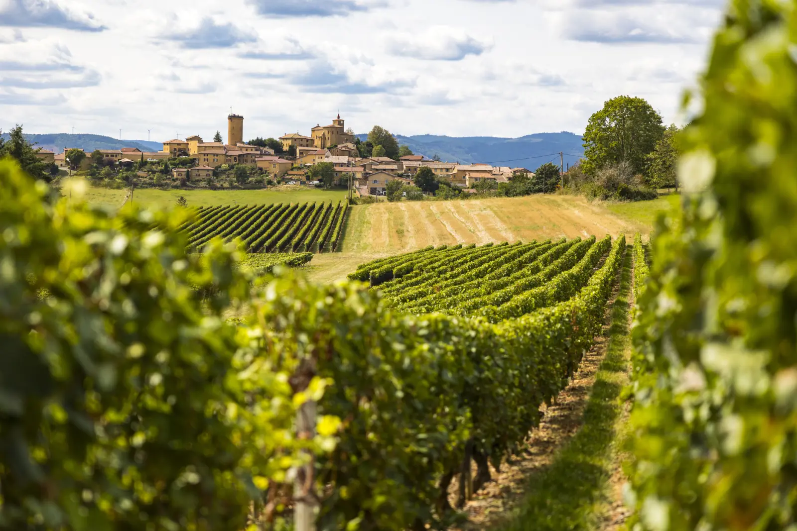 Oingt, France, Département du Rhône, Village, Agriculture