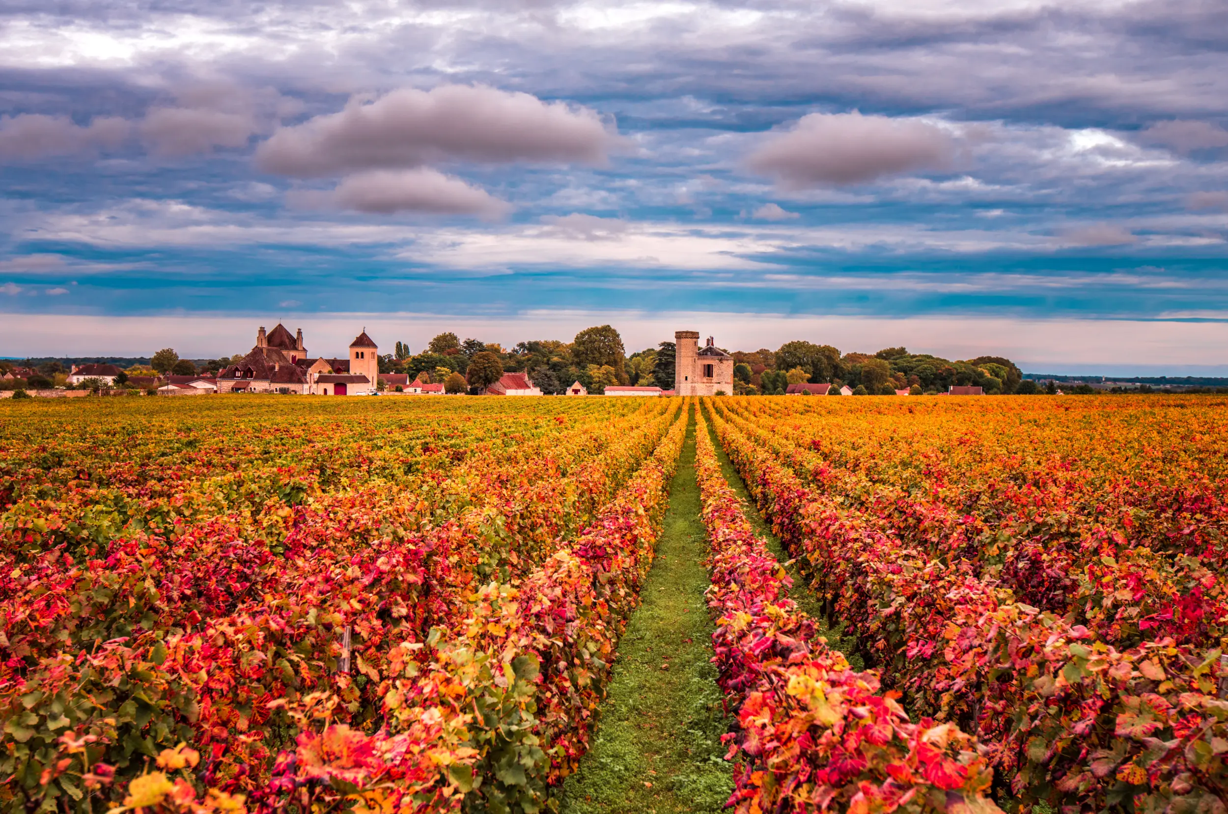 Les vignobles de Bourgogne en automne, en France, avec leurs rangées de vigne aux couleurs rouge et or