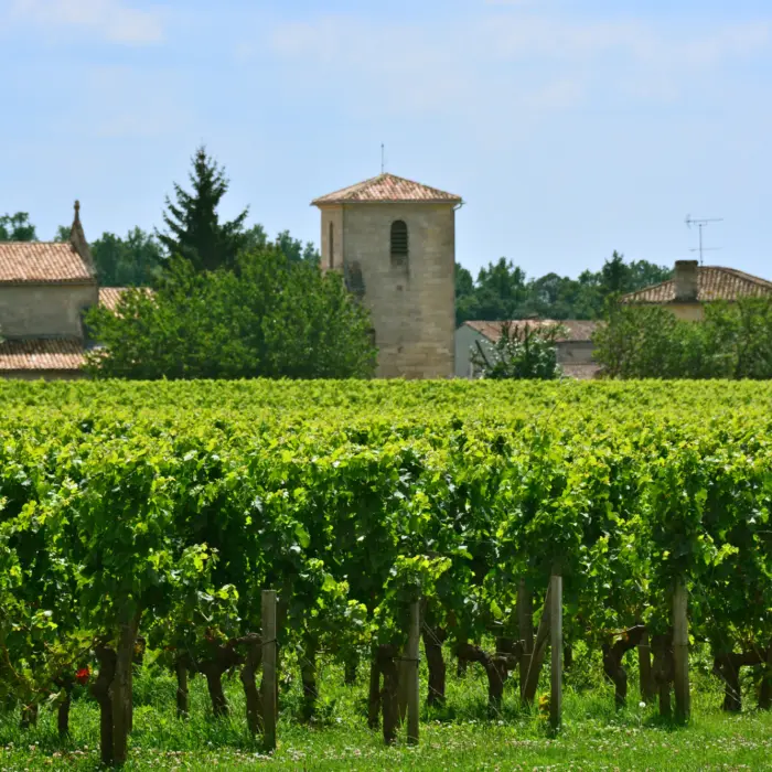 Vue sur les vignobles dans la région de Saint-Émilion en France