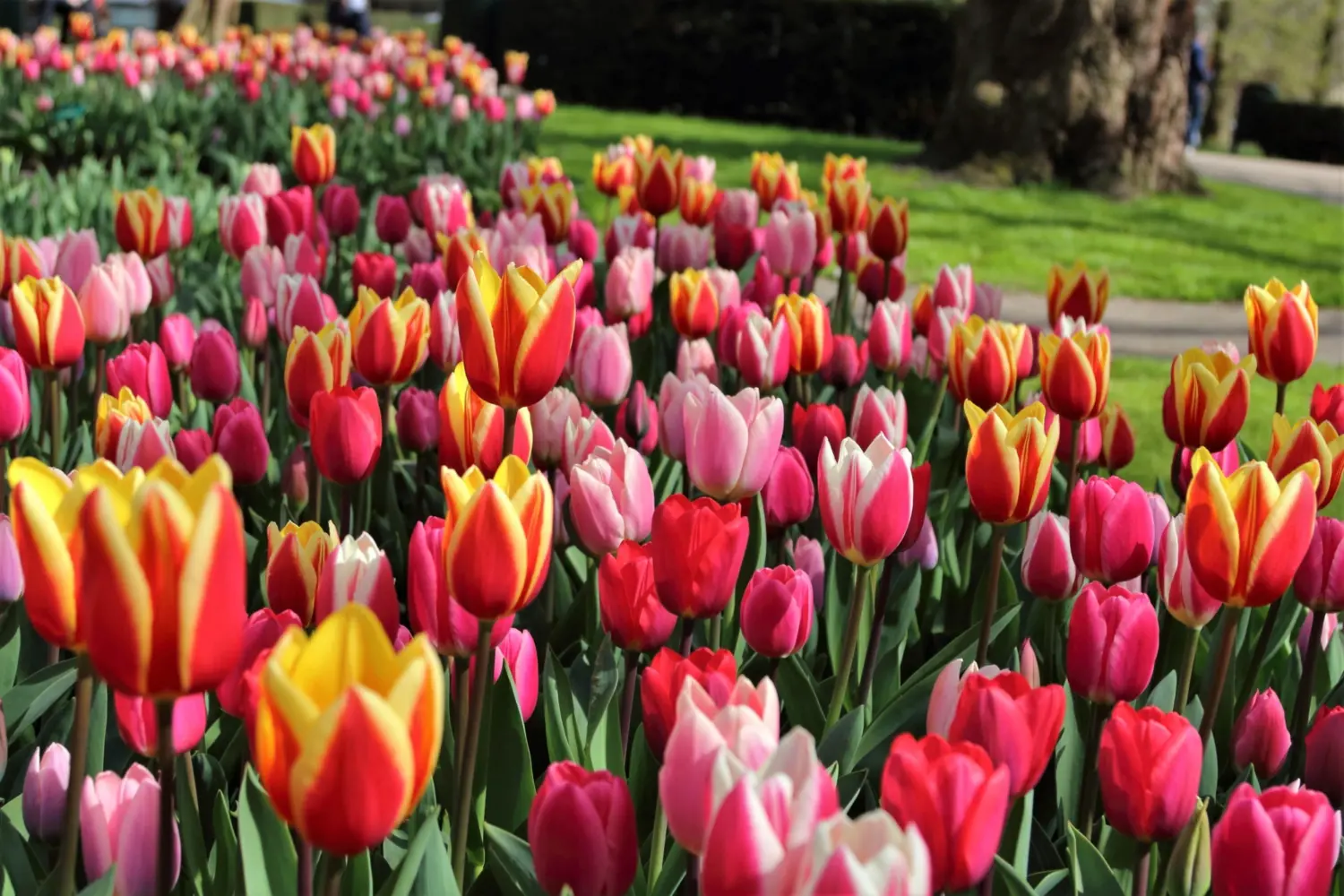 Les tulipes du parc floral de Keukenhof