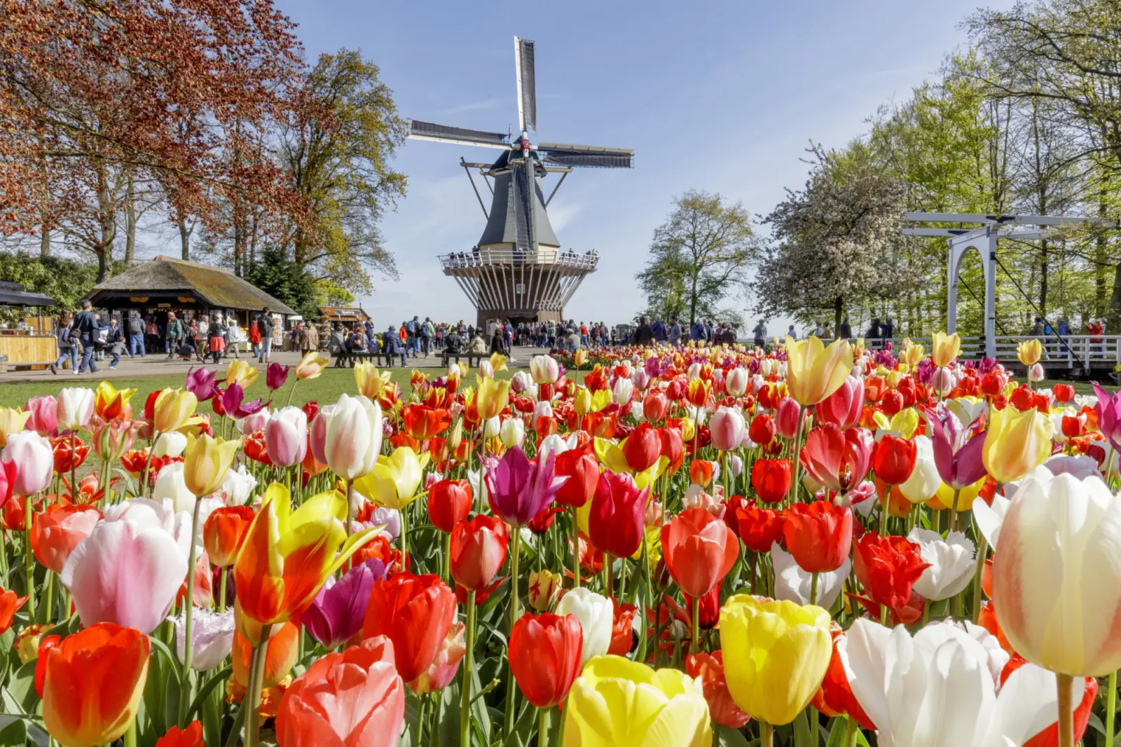 Parc floral de Keukenhof au Pays-Bas