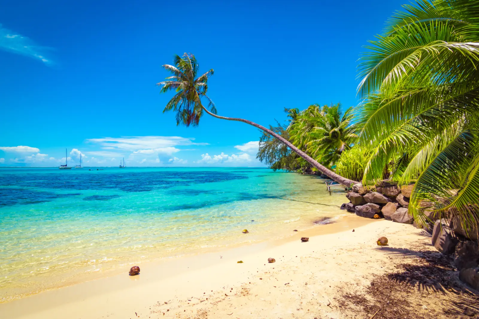 Une plage de sable avec un palmier et une eau turquoise
