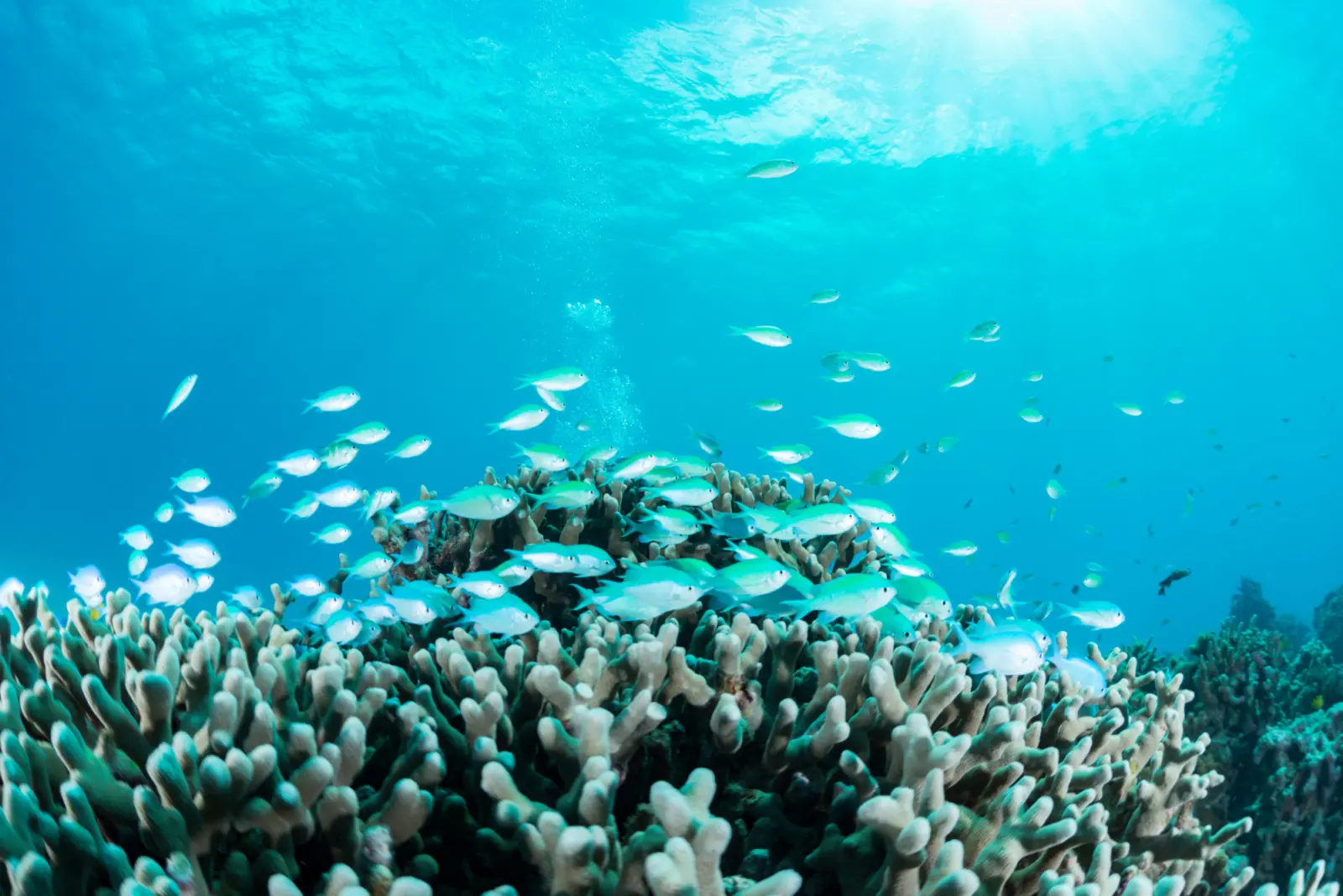 Un banc de poissons et des coraux dans des eaux turquoise en Polynésie française