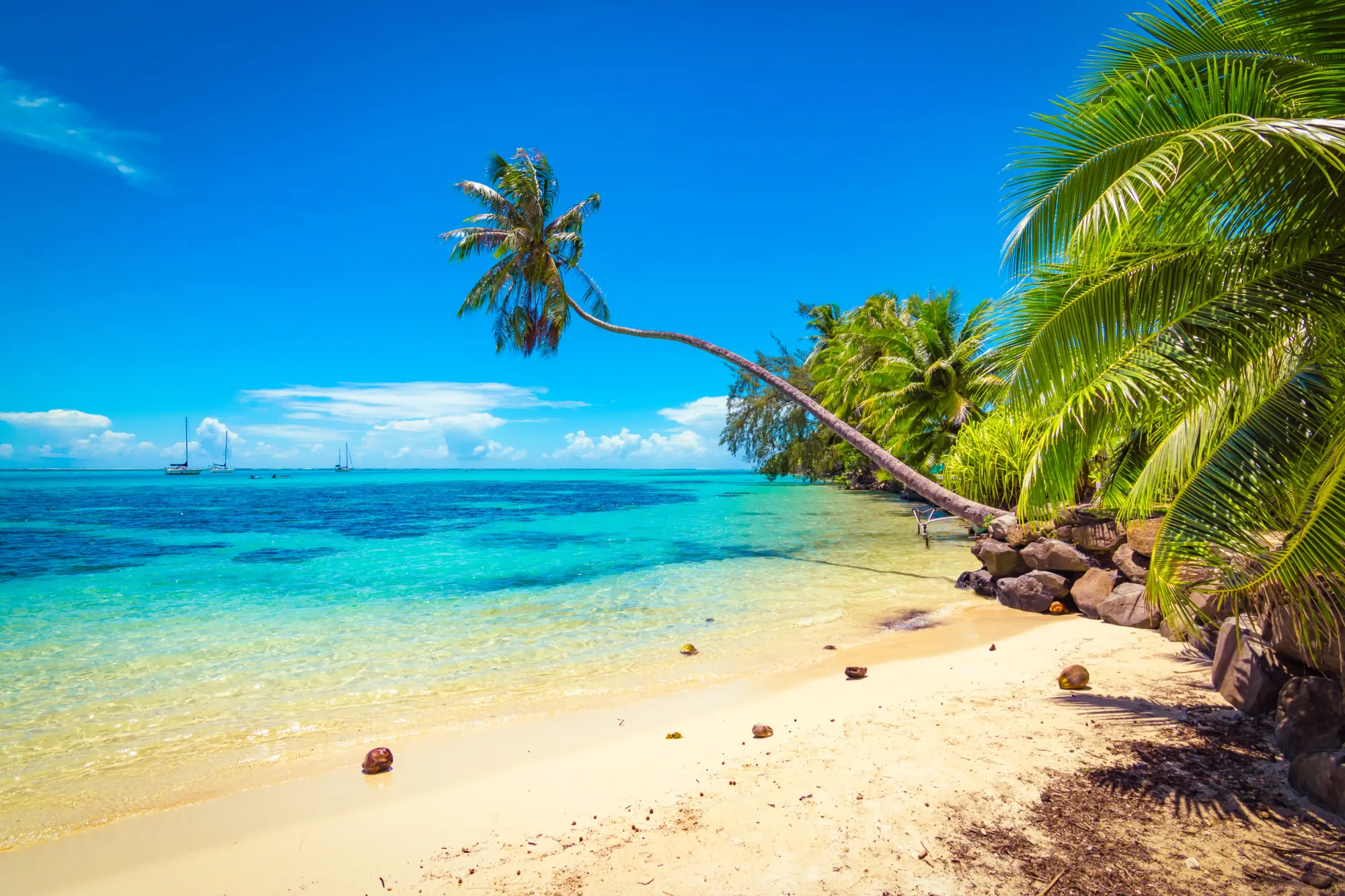 Une plage de sable avec un palmier et une eau turquoise